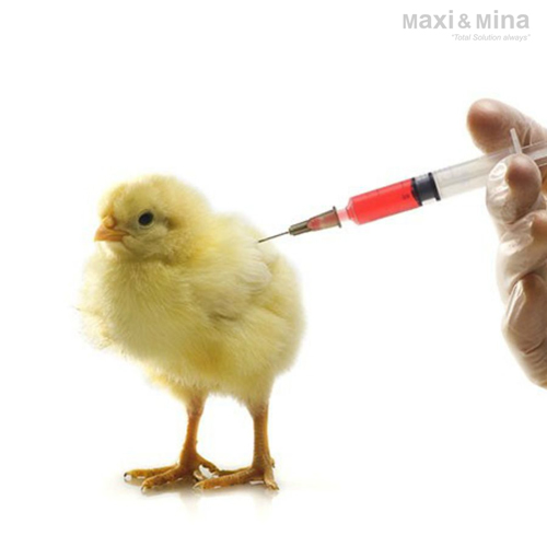 cách tiêm vacxin cho gà con
